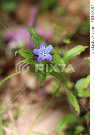 螢火蟲Kazura花 螢火蟲Kazura花 76390194