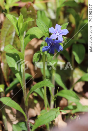 螢火蟲Kazura花 螢火蟲Kazura花 76390197