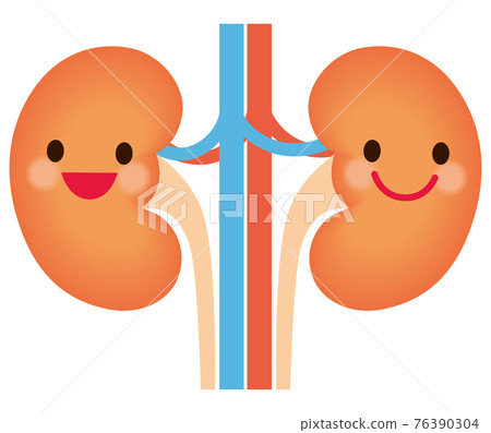 健康的腎臟性格 76390304