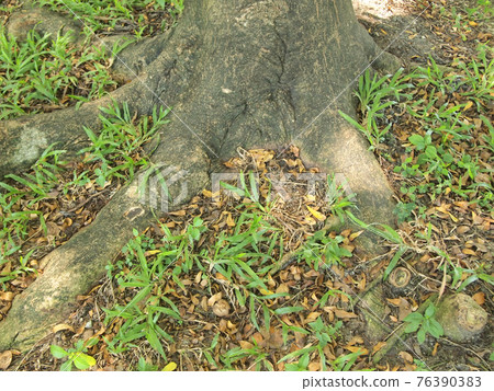 Forest tree with roots Forest tree with roots 76390383