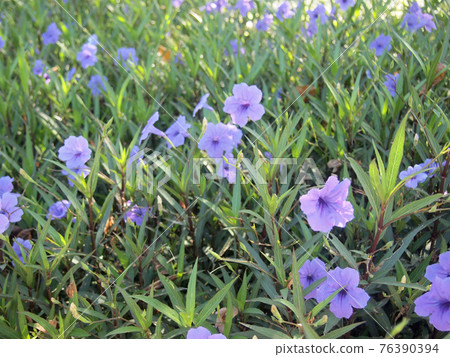 Purple flowers in the garden ,Ruellia tuberosa Purple flowers in the garden ,Ruellia tuberosa 76390394