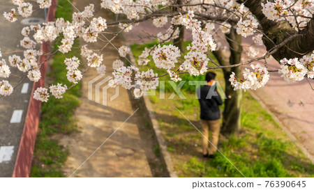 金山公園櫻花 76390645