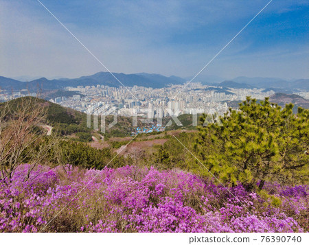 Spring flowers blooming in mulmangol village, Busan, South Korea, Asia Spring flowers blooming in mulmangol village, Busan, South Korea, Asia 76390740