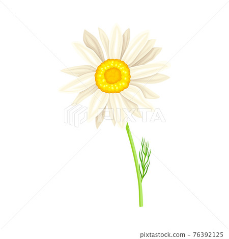 White Flower of Daisy or Bellis Perennis Plant on Green Stem with Leaf Vector Illustration White Flower of Daisy or Bellis Perennis Plant on Green Stem with Leaf Vector Illustration 76392125