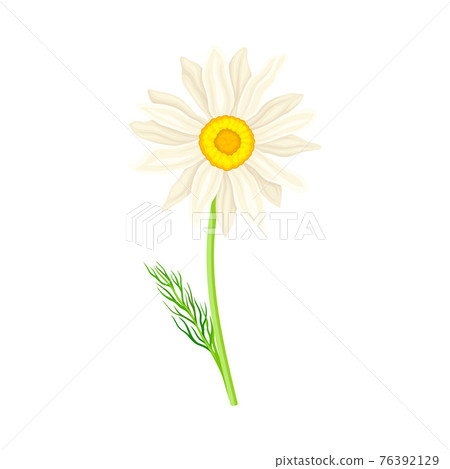 White Flower of Daisy or Bellis Perennis Plant on Green Stem with Leaf Vector Illustration White Flower of Daisy or Bellis Perennis Plant on Green Stem with Leaf Vector Illustration 76392129