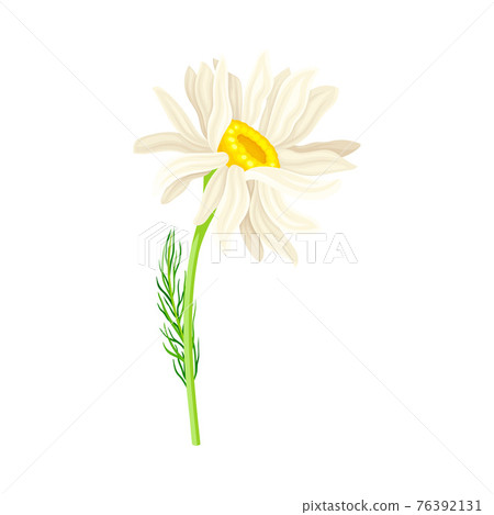 White Flower of Daisy or Bellis Perennis Plant on Green Stem with Leaf Vector Illustration White Flower of Daisy or Bellis Perennis Plant on Green Stem with Leaf Vector Illustration 76392131