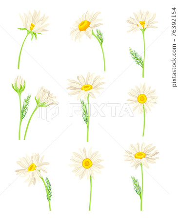 Common Daisy or Bellis Perennis on Stem with White Ray Florets and Yellow Disc Floret Vector Set 76392154