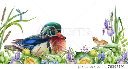 Spring wild nature scene. River flowers, carolina duck and small frog image. Watercolor illustration. Bright water bird and lush flowers border. Decorative realistic hand drawn image. Wildlife scene Spring wild nature scene. River flowers, carolina duck and small frog image. Watercolor illustration. Bright water bird and lush flowers border. Decorative realistic hand drawn image. Wildlife scene 76392191