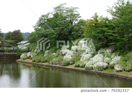 盛開的松崎公園杜鵑花 盛開的松崎公園杜鵑花 76392357