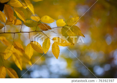 colorful autumn scenery colorful autumn scenery 76392397