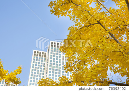 colorful autumn scenery colorful autumn scenery 76392402