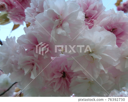Cherry Blossoms Cherry Blossoms 76392730