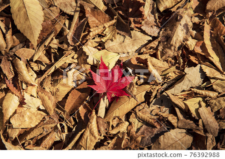 colorful Autumn scenery colorful Autumn scenery 76392988