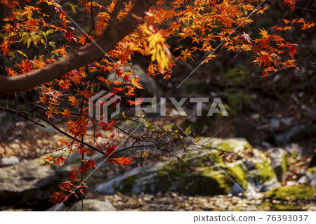 colorful Autumn scenery colorful Autumn scenery 76393037