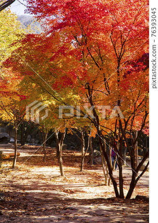 colorful Autumn scenery colorful Autumn scenery 76393045