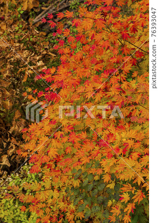 colorful Autumn scenery colorful Autumn scenery 76393047