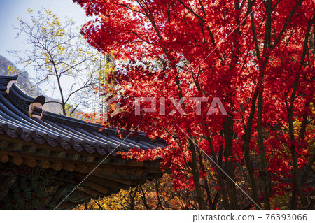 colorful Autumn scenery colorful Autumn scenery 76393066