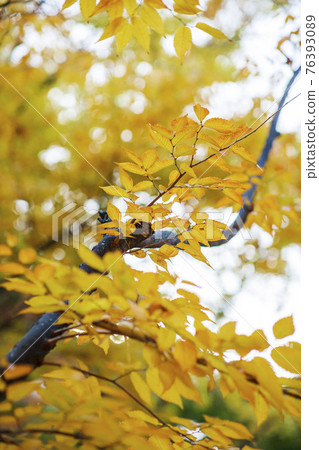 colorful Autumn scenery colorful Autumn scenery 76393089