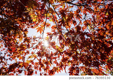 colorful Autumn scenery colorful Autumn scenery 76393130