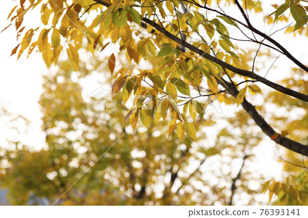 colorful autumn scenery colorful autumn scenery 76393141