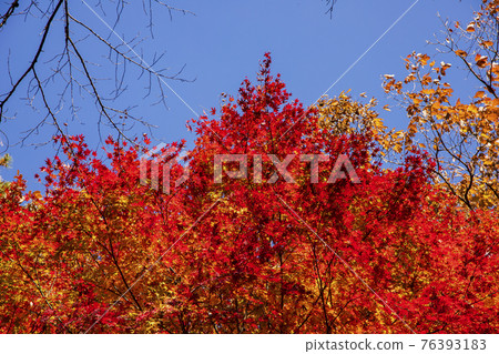 colorful Autumn scenery 76393183