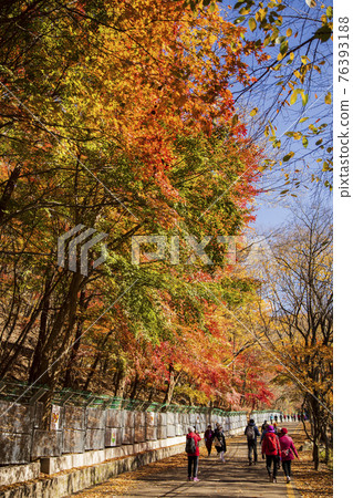 colorful Autumn scenery colorful Autumn scenery 76393188