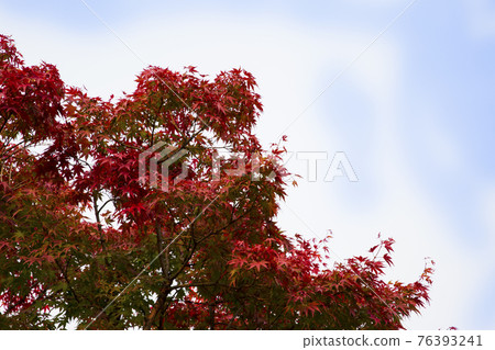 colorful Autumn scenery colorful Autumn scenery 76393241