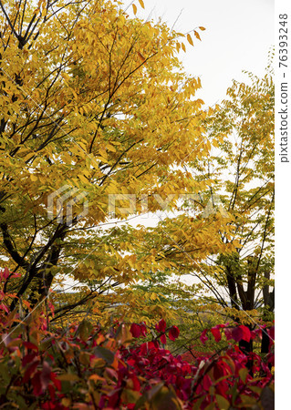 colorful Autumn scenery colorful Autumn scenery 76393248