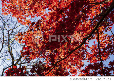 colorful Autumn scenery 76393265