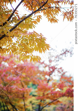 colorful Autumn scenery 76393271