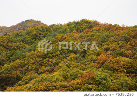 colorful Autumn scenery colorful Autumn scenery 76393286