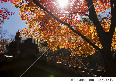 colorful Autumn scenery colorful Autumn scenery 76393310