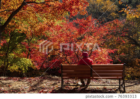 colorful Autumn scenery colorful Autumn scenery 76393313