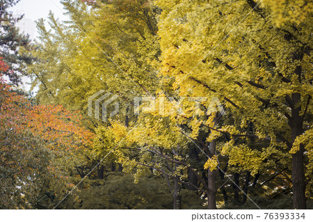 colorful Autumn scenery colorful Autumn scenery 76393334