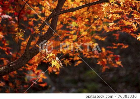 colorful Autumn scenery colorful Autumn scenery 76393336