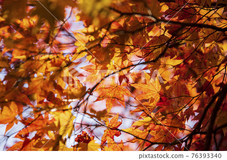 colorful Autumn scenery 76393340