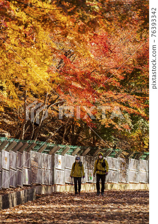 colorful Autumn scenery colorful Autumn scenery 76393342