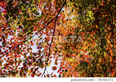 colorful Autumn scenery colorful Autumn scenery 76393371
