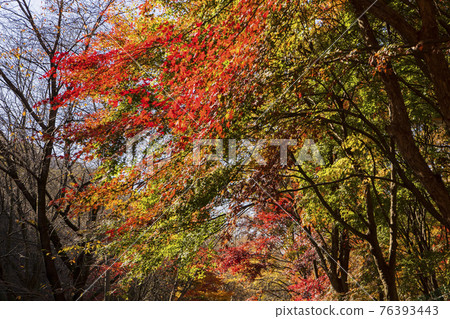 colorful Autumn scenery colorful Autumn scenery 76393443
