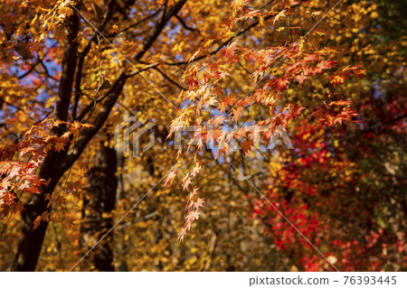 colorful Autumn scenery colorful Autumn scenery 76393445