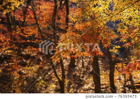 colorful Autumn scenery colorful Autumn scenery 76393473