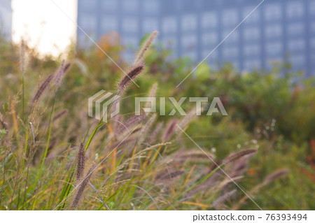 colorful autumn scenery colorful autumn scenery 76393494
