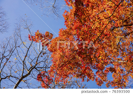 colorful Autumn scenery colorful Autumn scenery 76393500