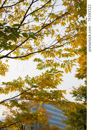colorful autumn scenery colorful autumn scenery 76393521