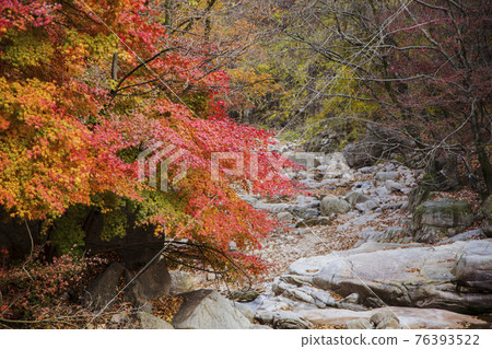 colorful Autumn scenery colorful Autumn scenery 76393522