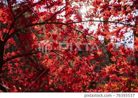 colorful Autumn scenery colorful Autumn scenery 76393537
