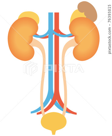 Urinary structure kidney 76393815