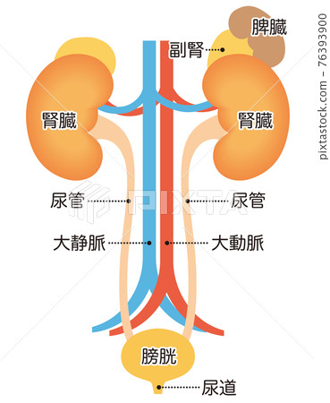 泌尿結構腎 76393900