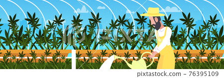 man farmer watering cannabis industrial hemp plantation growing marijuana plant drug consumption agribusiness concept horizontal portrait man farmer watering cannabis industrial hemp plantation growing marijuana plant drug consumption agribusiness concept horizontal portrait 76395109