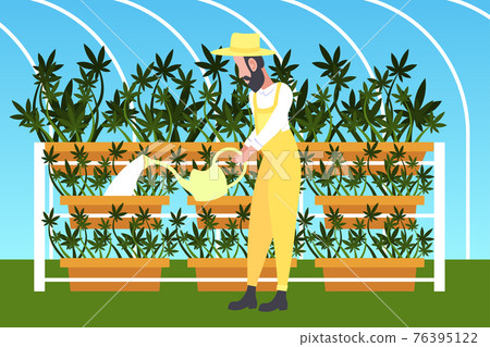 man farmer watering cannabis industrial hemp plantation growing marijuana plant drug consumption agribusiness concept horizontal full length 76395122